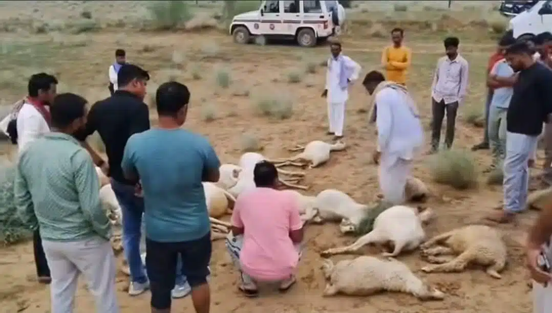 लूणकरणसर में आसमानी बिजली का कहर: मकड़ासर में 22 भेड़ों की मौत, पशुपालकों को भारी नुकसान