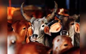 राजस्थान-हरियाणा सीमा पर गौतस्करी: हाईकोर्ट का सख्त रुख, अग्रिम जमानत रद्द