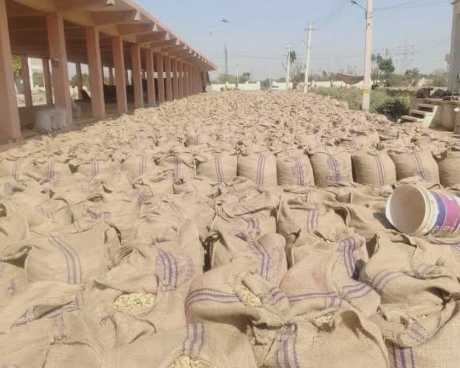 बीकानेर: फर्जी गिरदावरी से मूंगफली टोकन घोटाला बेनकाब, कोलासर के दो कियोस्क संचालकों पर एफआईआर