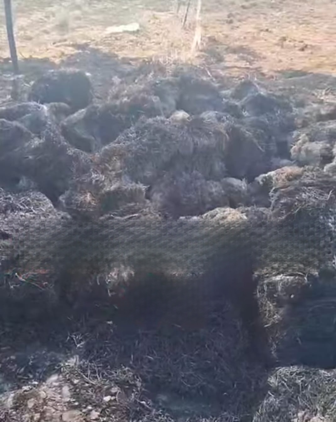 महाजन में खेत की दाणी में लगी आग, 50 क्विंटल चारा खाक